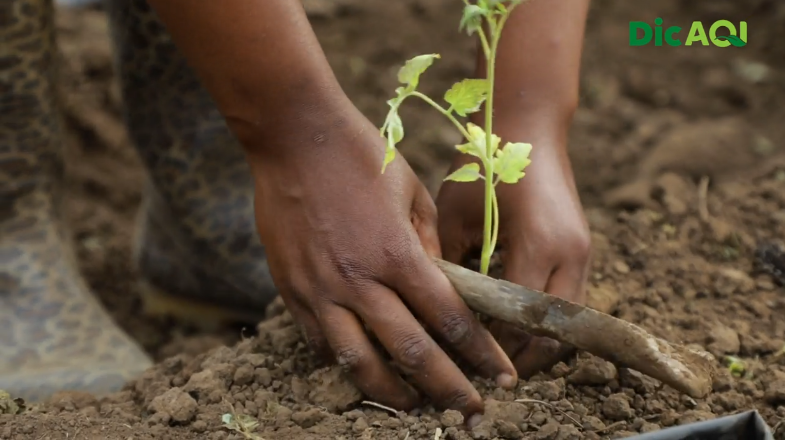 DicAQI - Processo de transplante da mudas