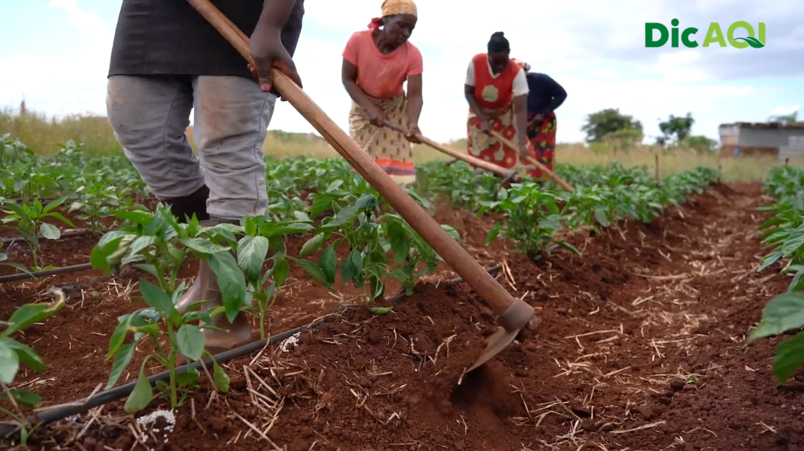 DicAQI - Maneio da planta e a amontoa