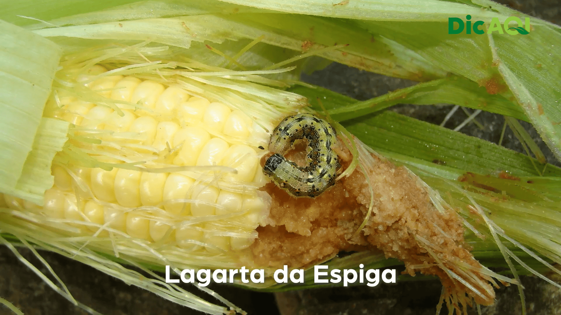 DicAQI - Pragas na cultura do Milho