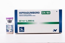 HIPRAGUMBORO - CH/80 1000 Ds (GUMBORO)