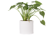 ALOCASIA COM VASO