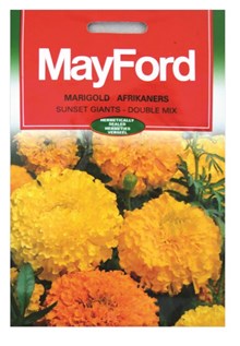 CRAVO MARIGOLD SUNSET GIANTS AFR DB GT,PC